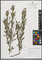 Foto von Salix purpurea L.